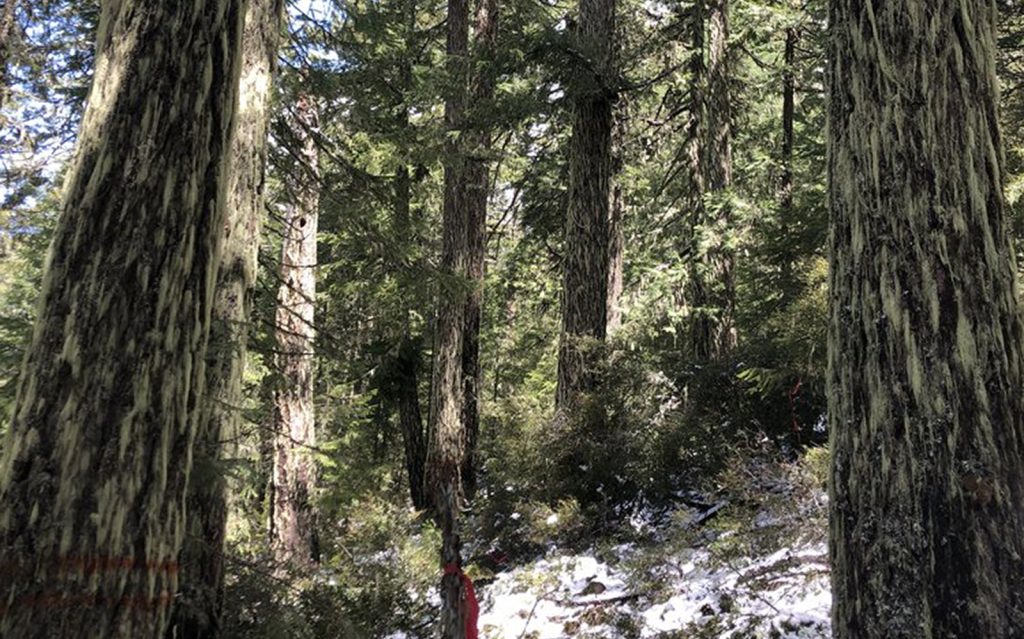 Press Release: Court Protects Old-Growth Reserves from Fed’s Logging Scheme