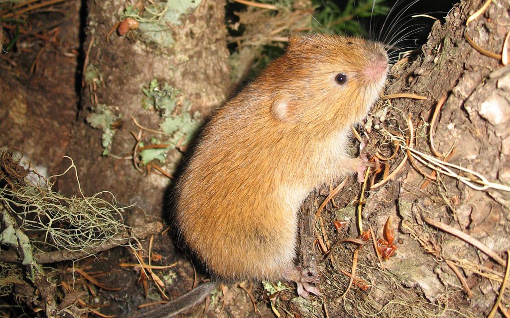 Press Release: Lawsuit Launched to Protect Oregon’s Red Tree Voles