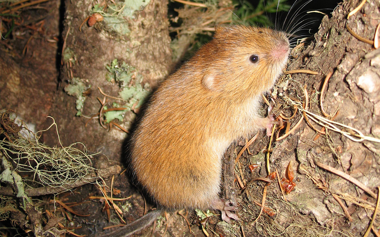 Red tree vole (photo by Northwest Ecosystem Survey Team, NEST).