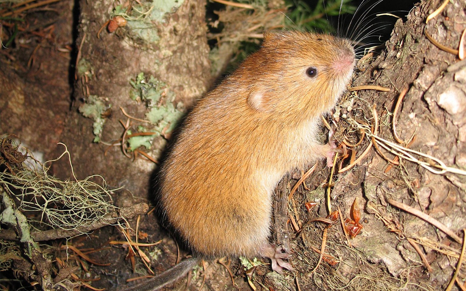 Red tree vole (photo by Northwest Ecosystem Survey Team, NEST).