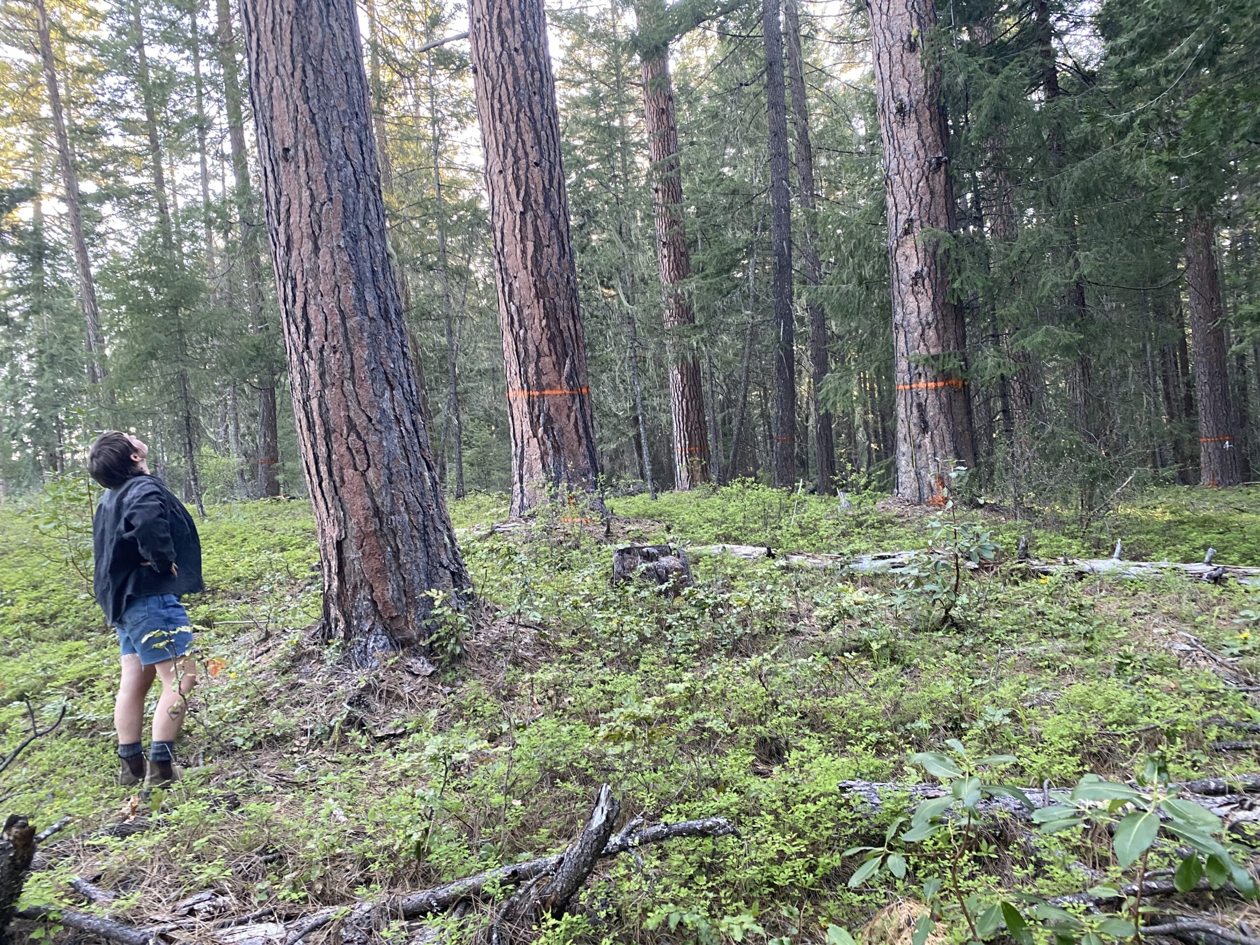 A volunteer looks up at the South Clark tree canopy.