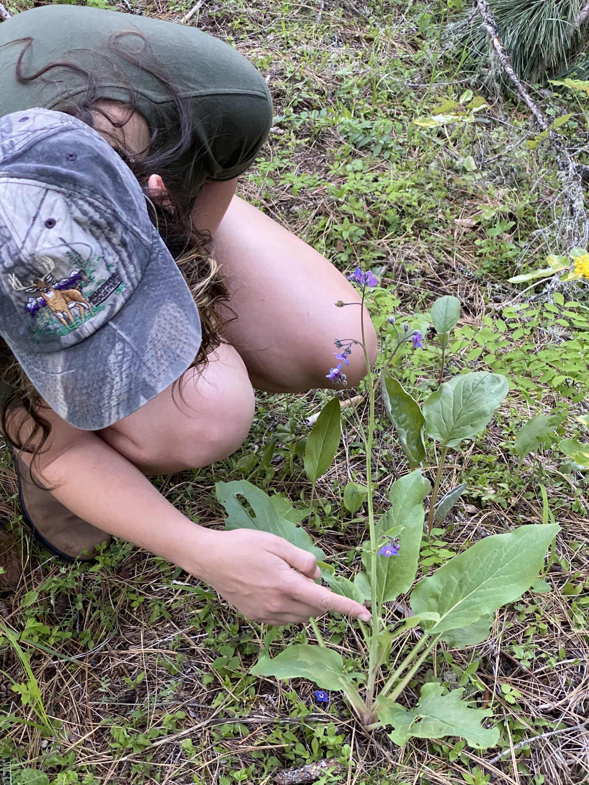 A person with a camo hat crouches down near a lanky, flowering plant with purple petals.