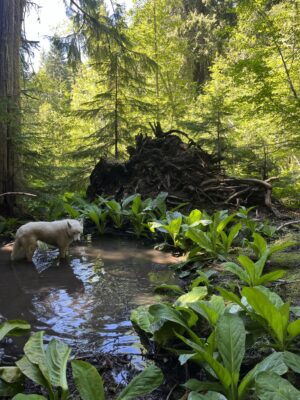Wet, swampy area in a mature forest with a white dog wading in the water.