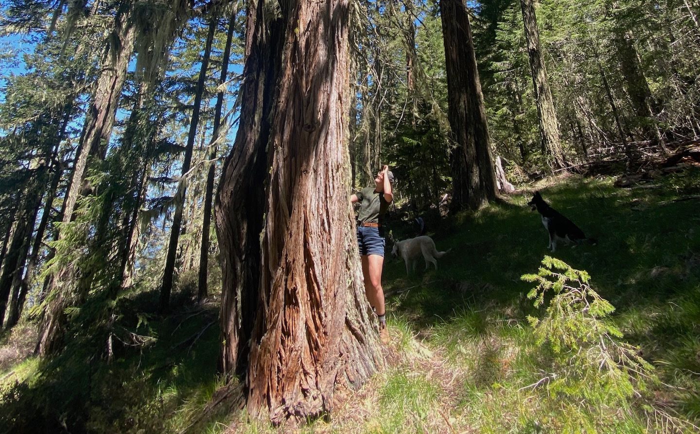 Madeline Cowen, Grassroots and Digital Organizer, explores the IVM timber sale. (Photo by, Madeline Cowen)