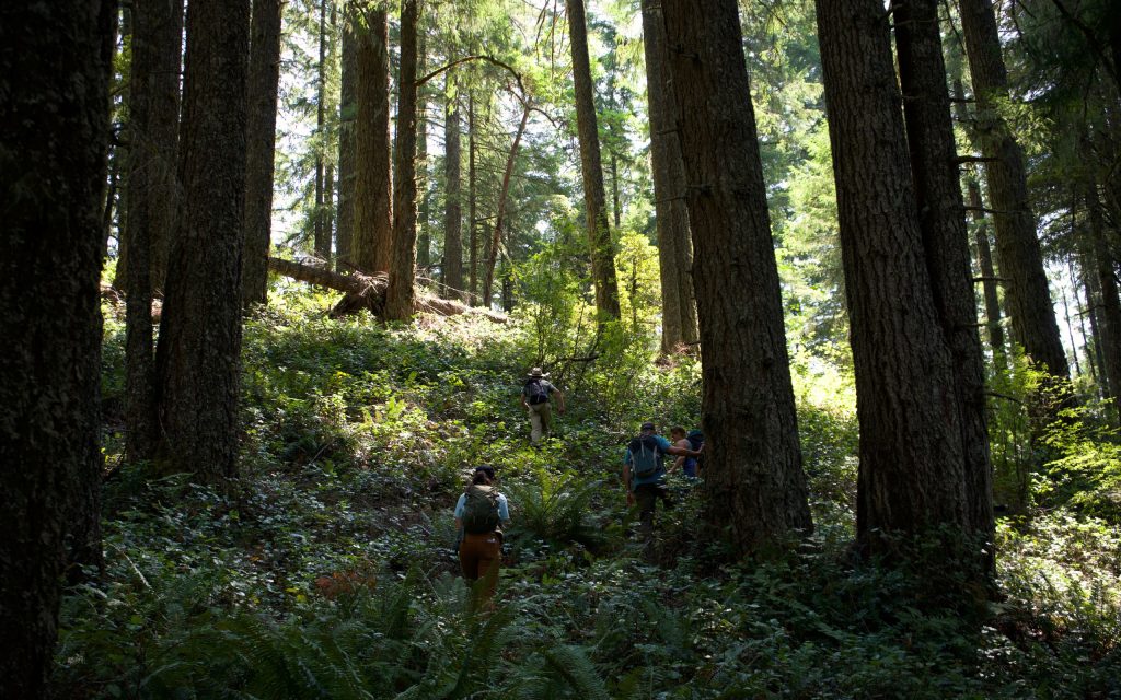 Lawsuit Launched to Prevent Old-Growth Logging in Oregon Coast Range