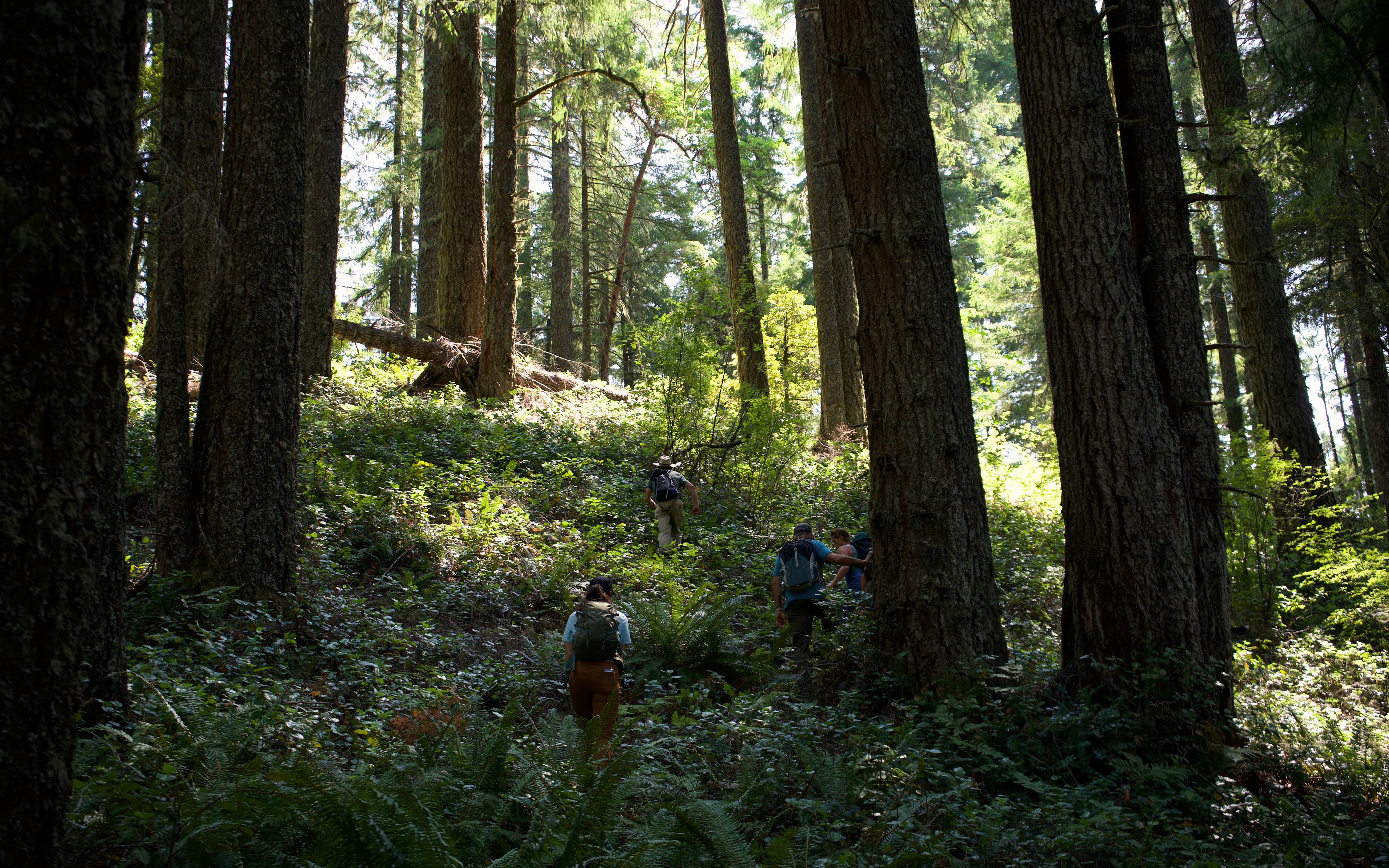 Cascadia Wildlands staff admire an old-growth tree at the Blue & Gold sale (photo by Cascadia Wildlands).