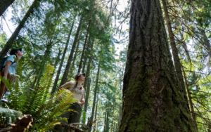 Cascadia Wildlands staff admire an old-growth tree at the Blue & Gold sale . The camera is angled below the tree and onlookers, capturing ferns and leaves in the frame as well.