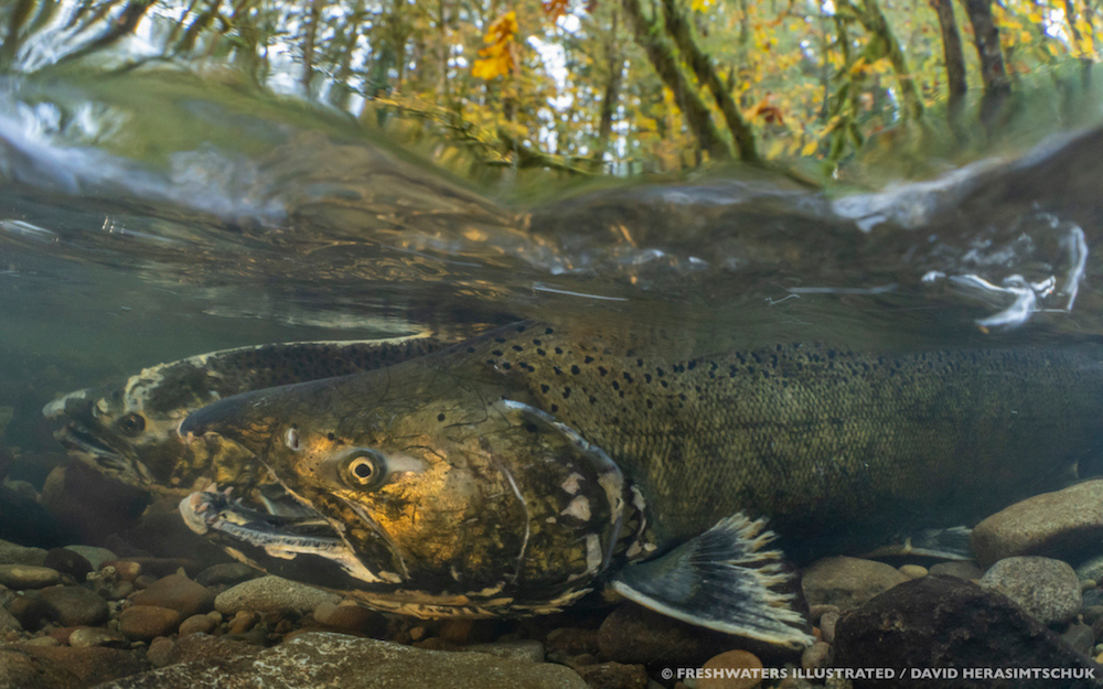 Salmon spawn in Honey Grove creek in the Aloha Trout logging project. The water is clear, and the surrounding rocks are brown. Trees above have yellow leaves.