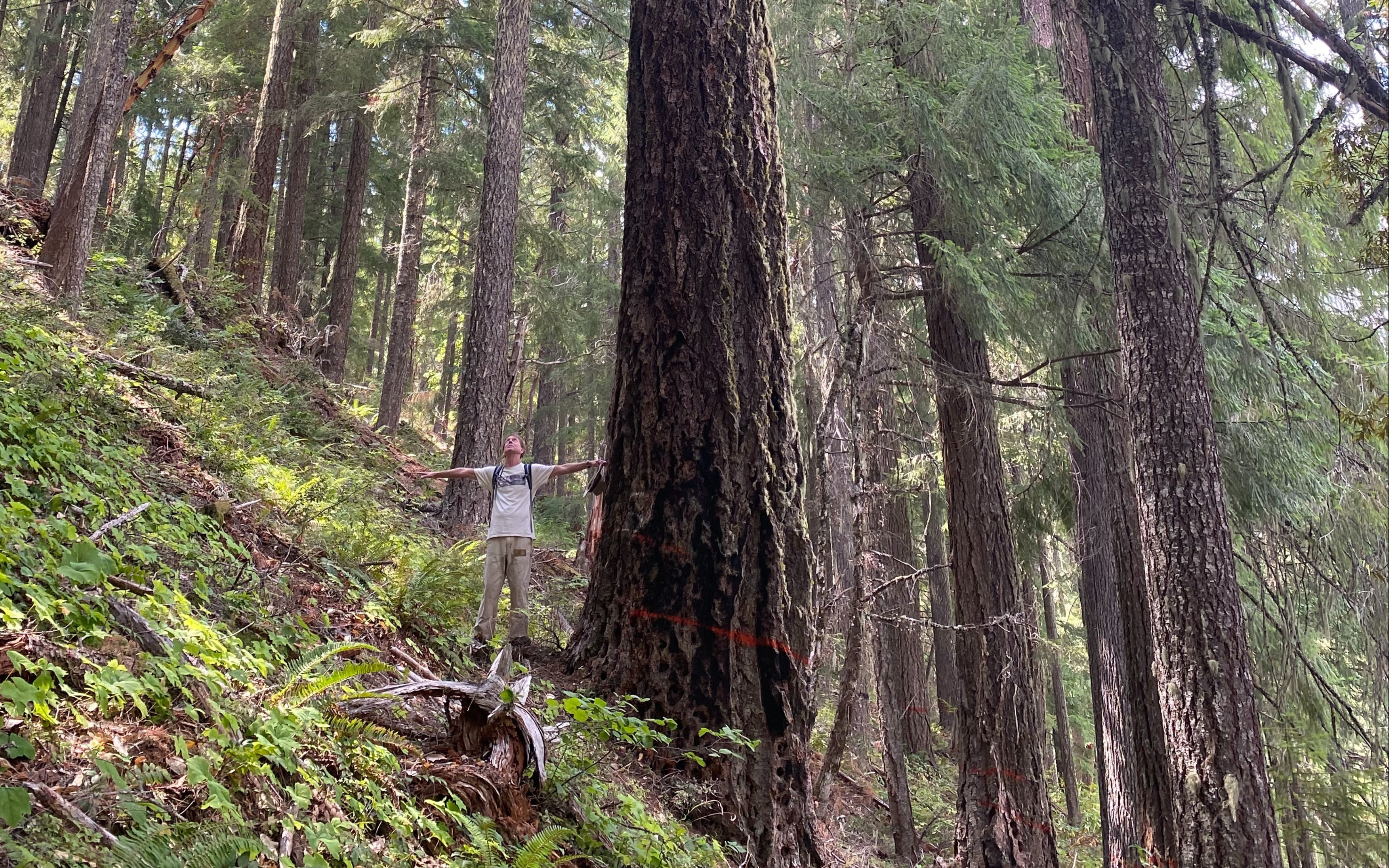 A man stands by a tall tree.