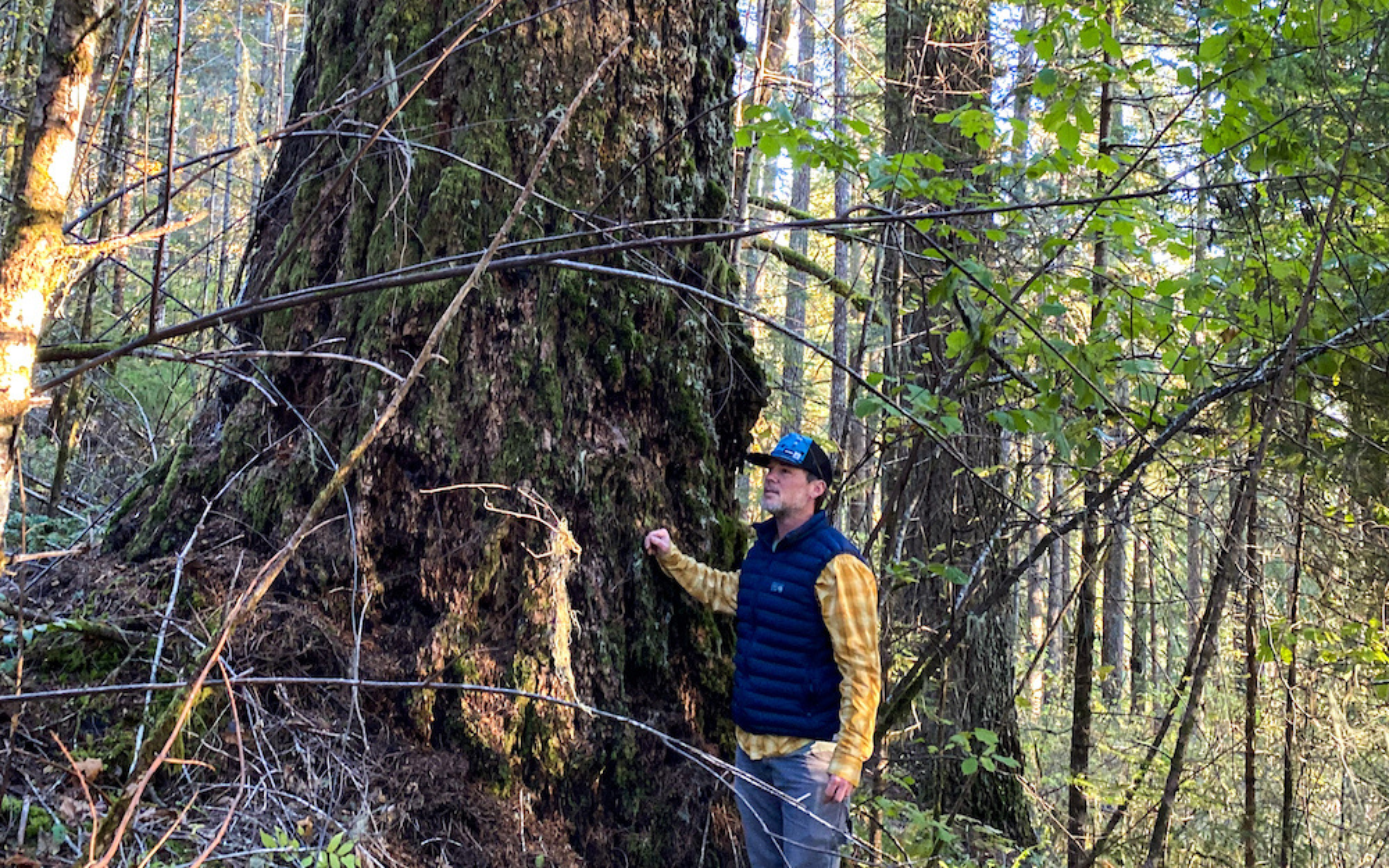 A volunteer stands near the base of an old-growth douglas fir, surrounded by woody and green understory.