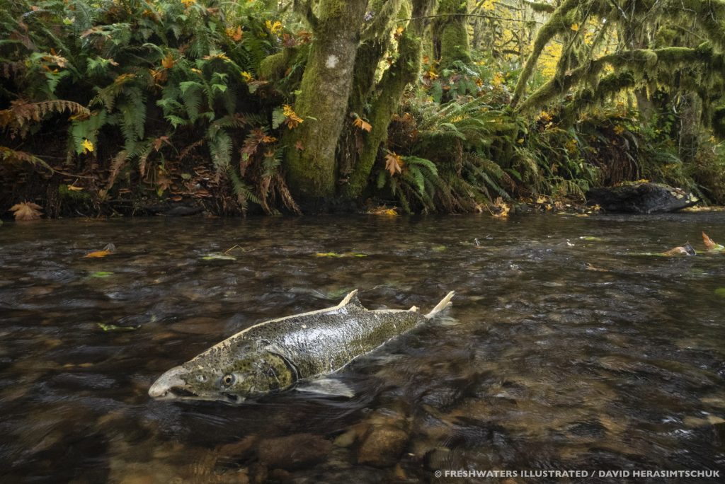 Supporters Rally to Save Aloha Trout