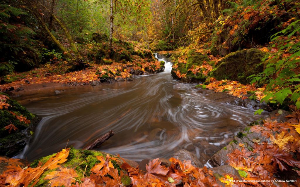 Cascadia Wildlands Statement on the Election Results
