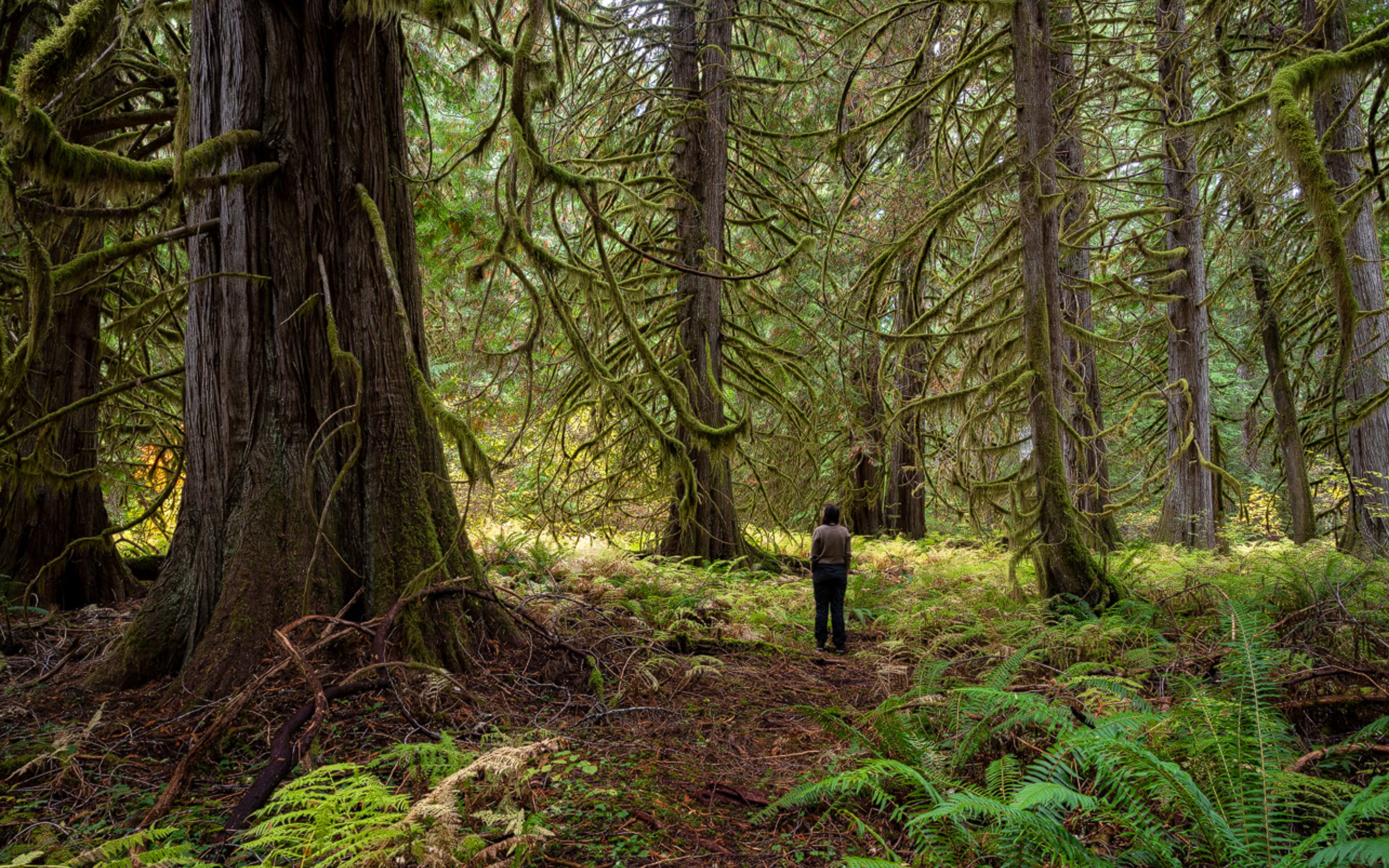 A young person stands to the right of a huge tree that makes them look tiny. The surrounding foliage is bright green.