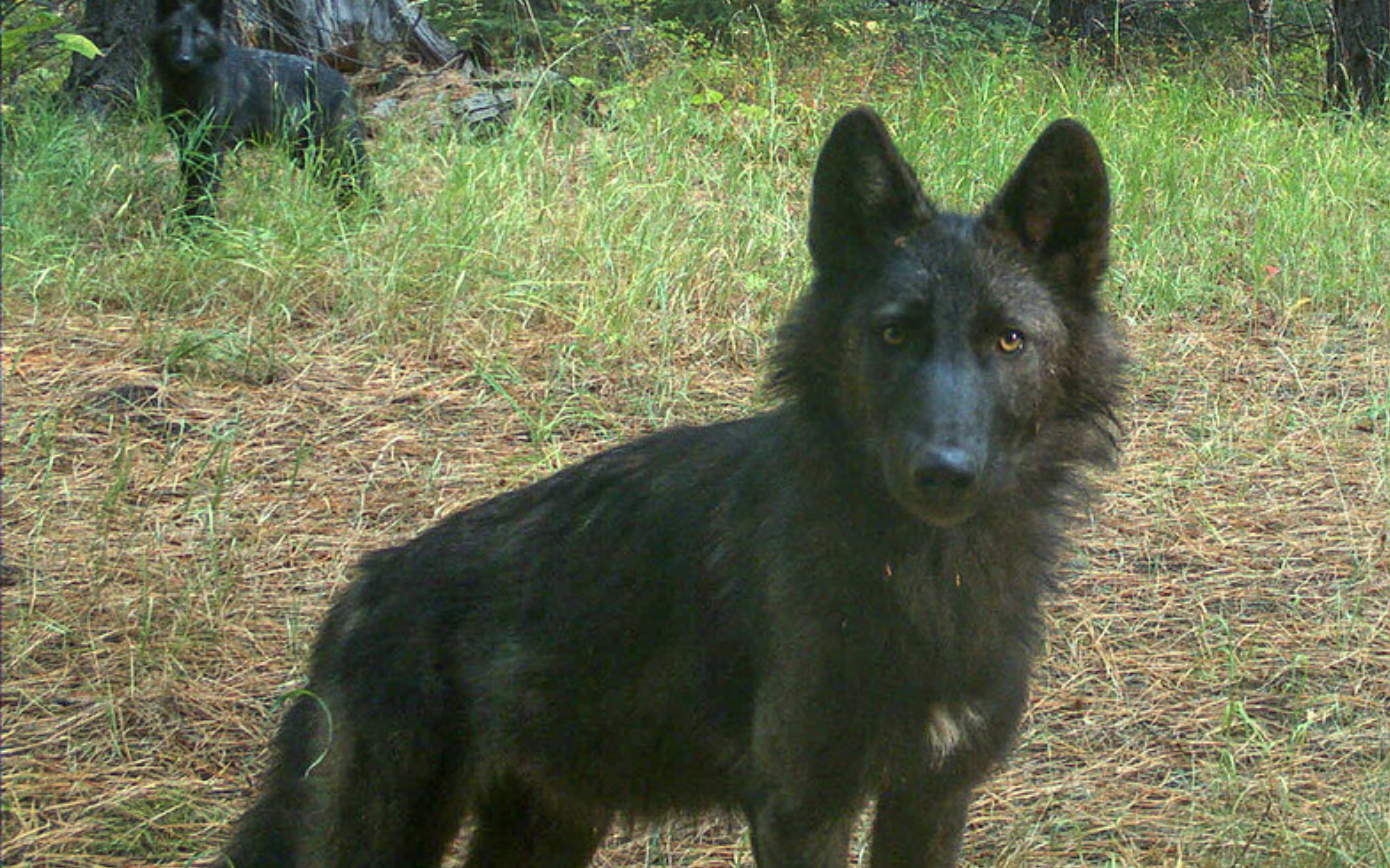 A black wolf looks at the camera.