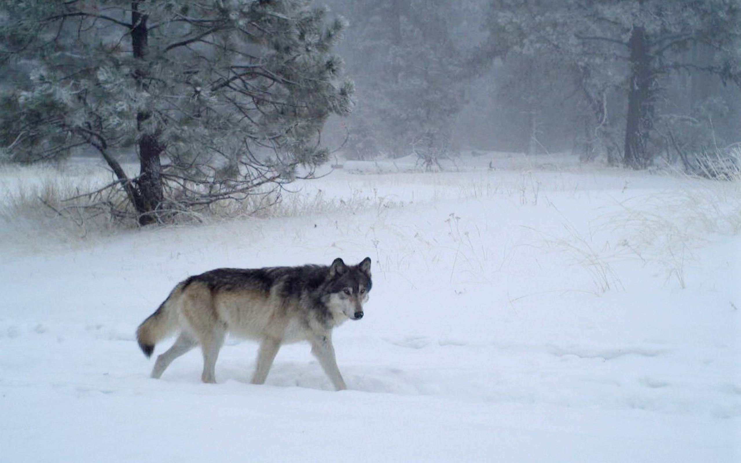 A wolf walks from the left to the right in an open, snow field.