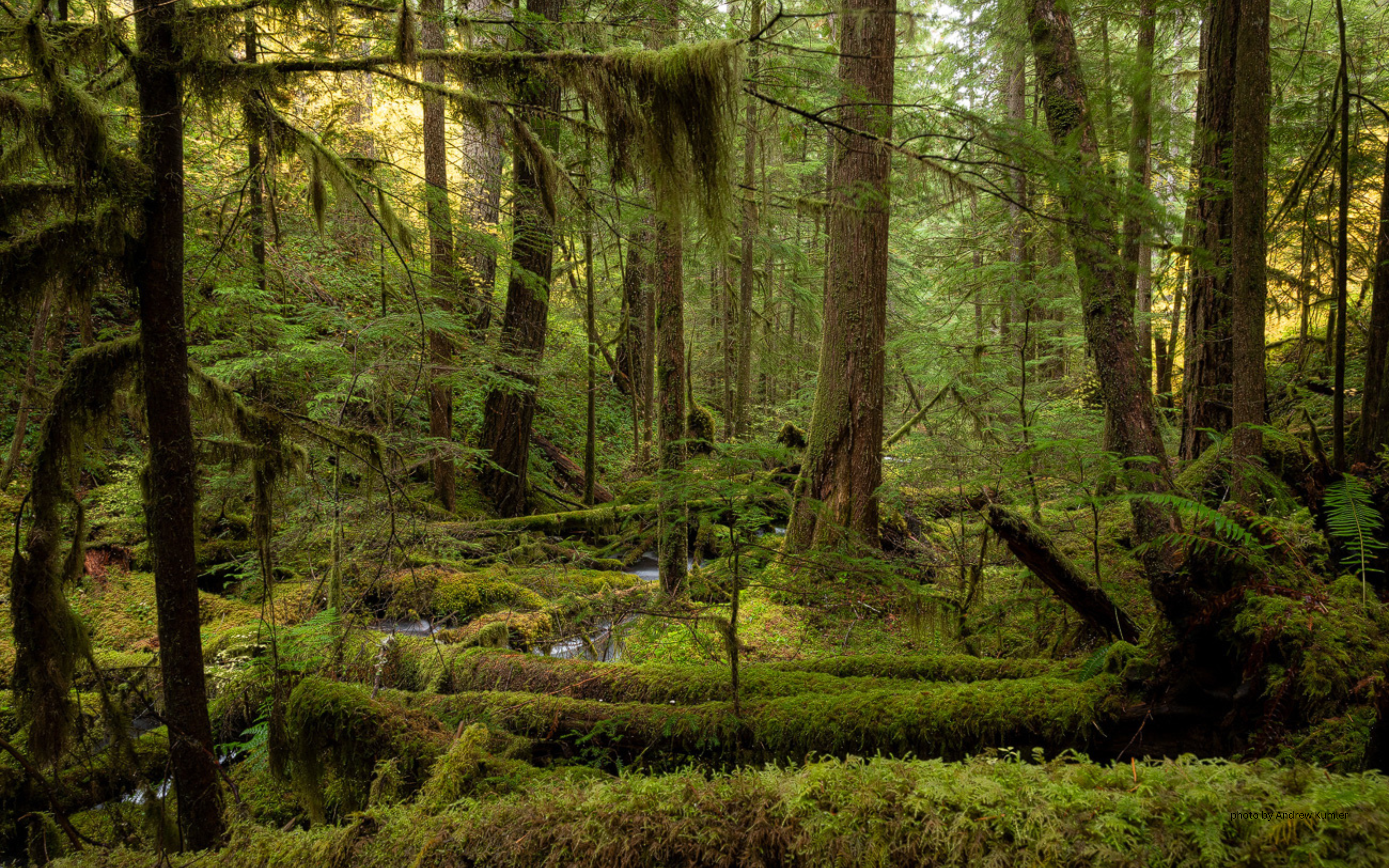 A bright green forest with mossy, downed logs spread across the forest floor.