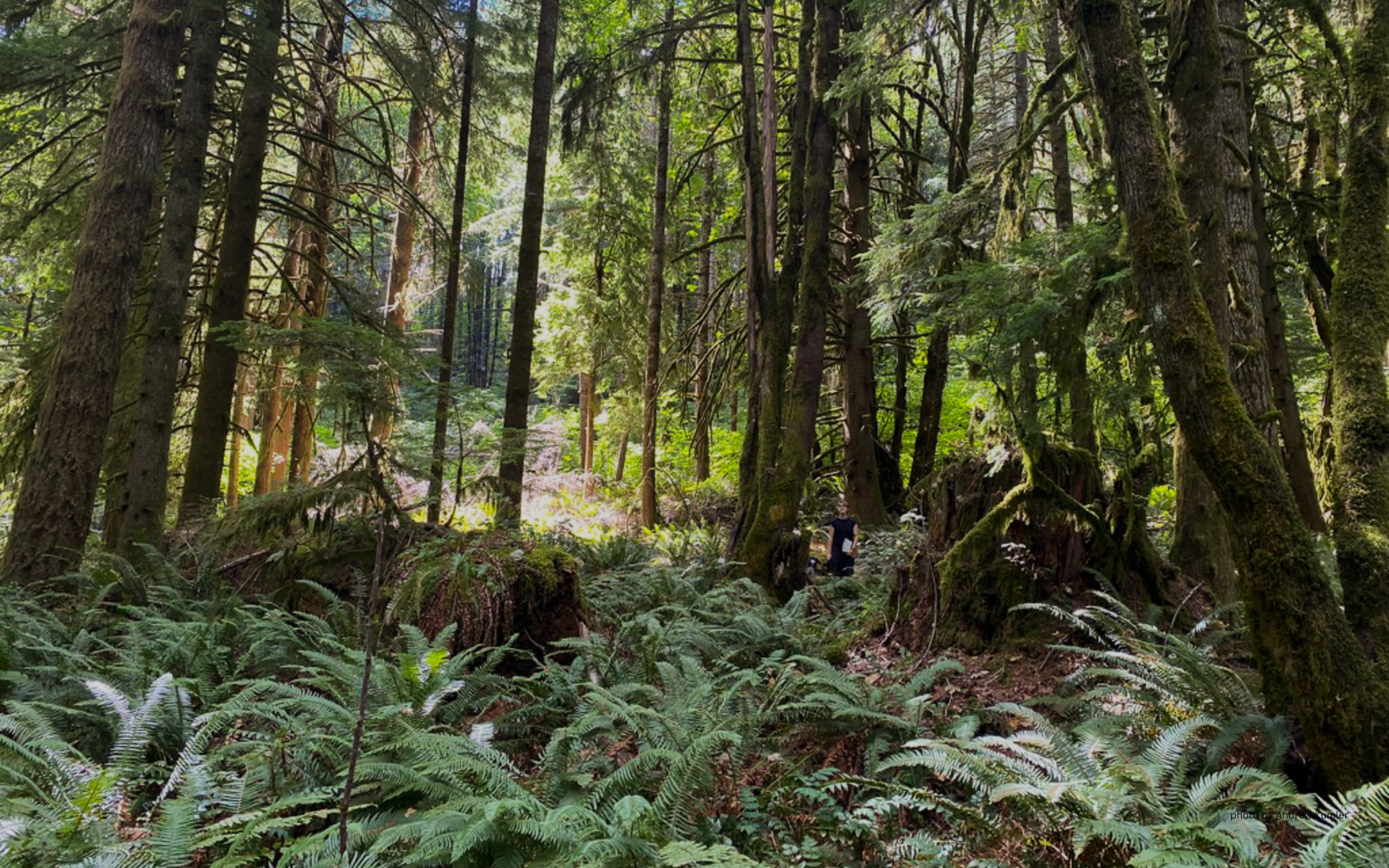 A bright green forest lets dappled sunlight through. A volunteer stands to the right, dwarfed by the trees.