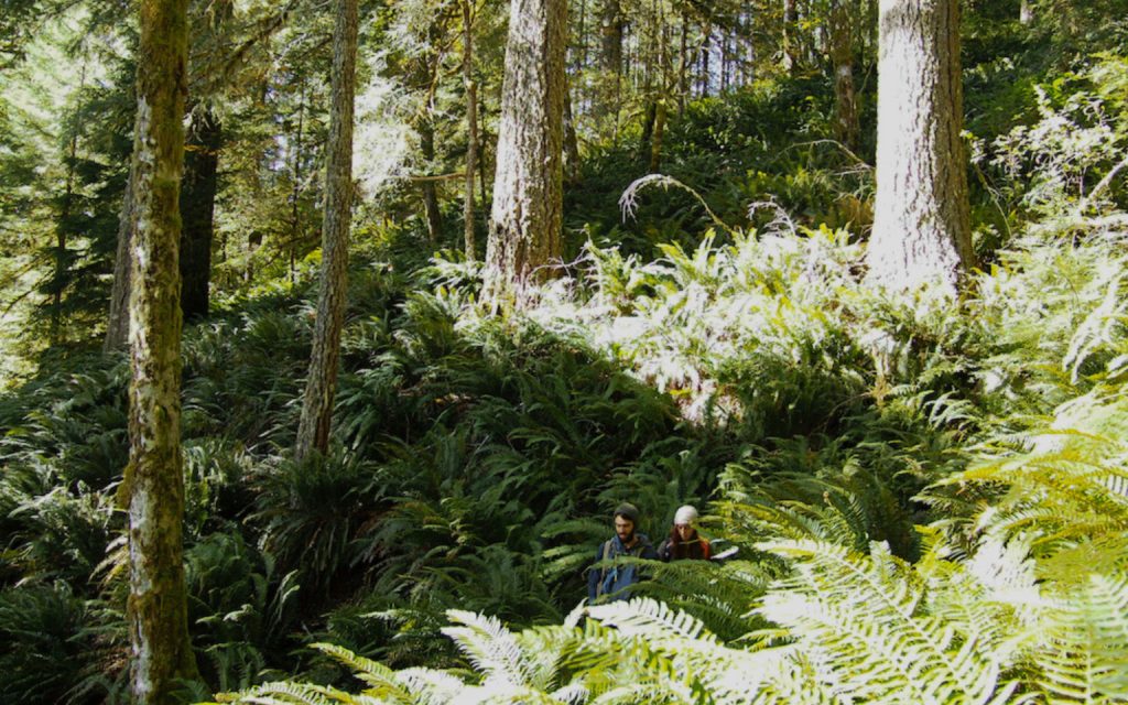 Court: N126, one of the largest Oregon logging projects in decades, needs more detailed study to safeguard environment, imperiled species