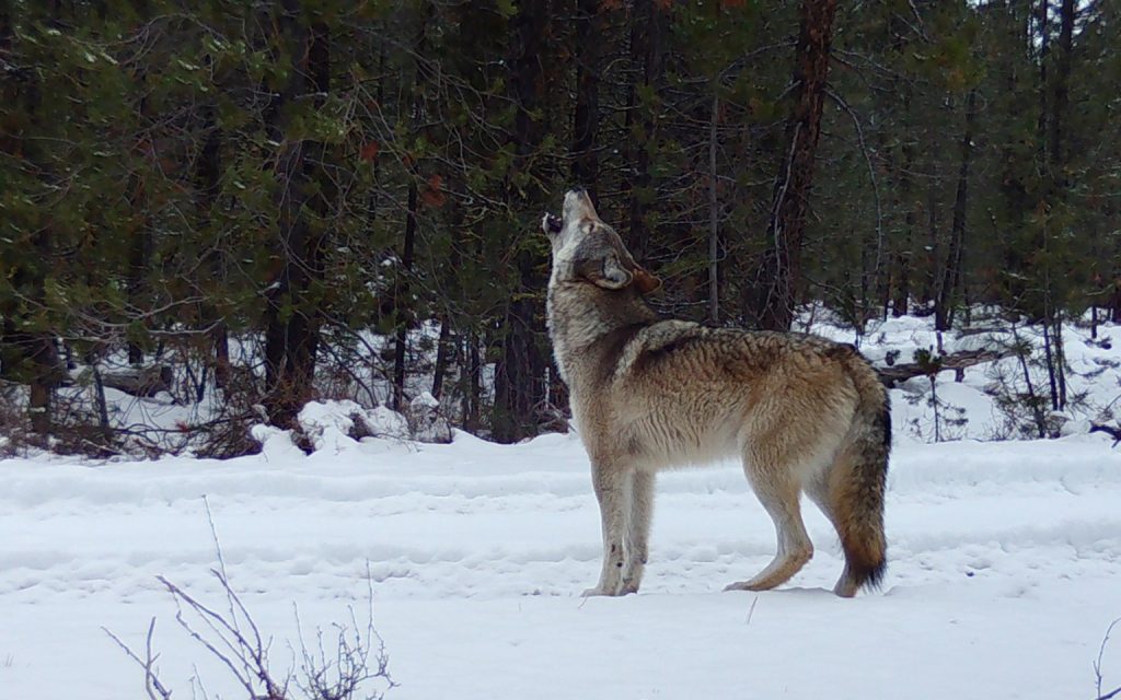 After Years of Stagnation, Oregon’s Wolf Population Grows