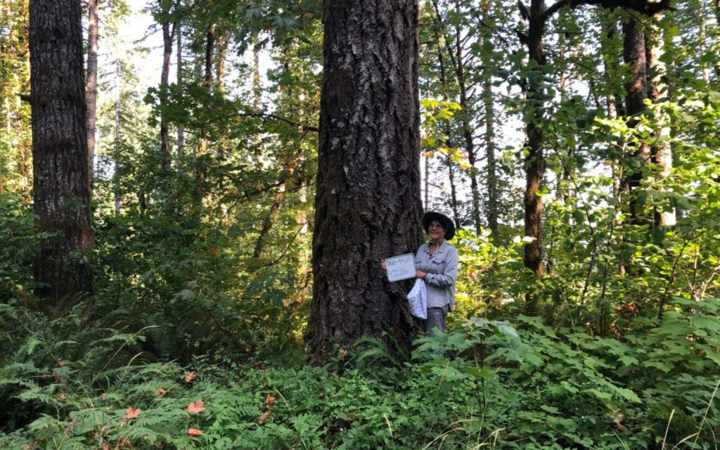 Court Rejects Coast Range Clearcutting Project