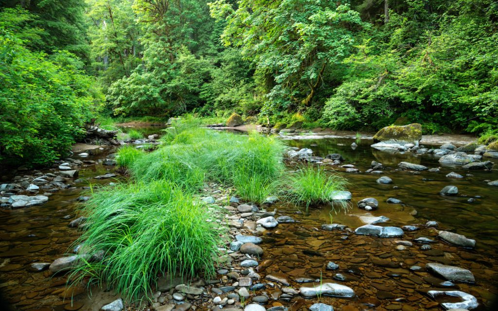 US Fish and Wildlife Service Issues Permit to Advance Oregon’s Elliott State Research Forest 