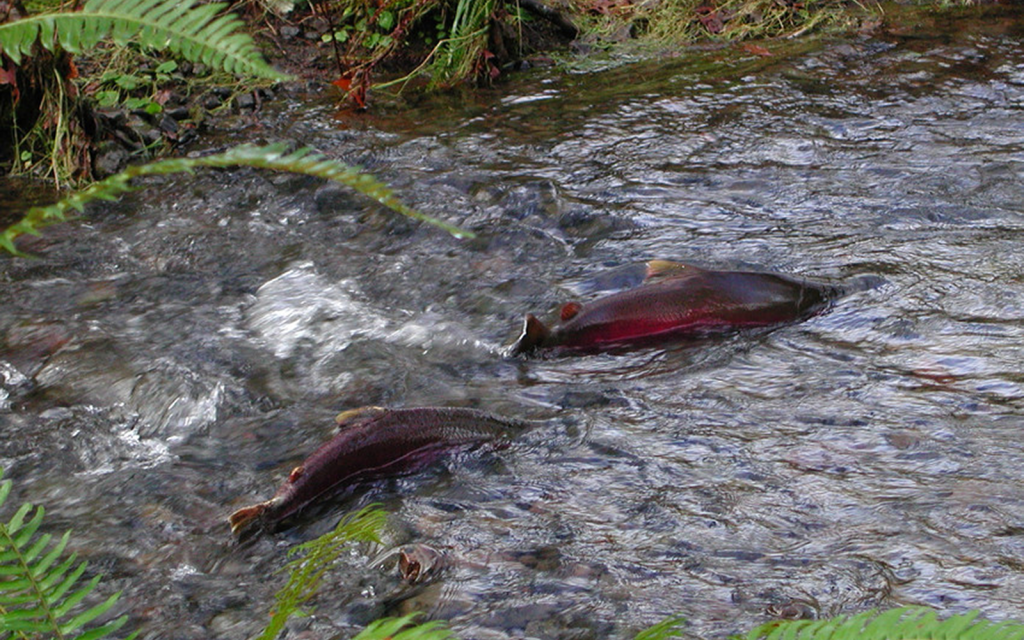 Press Release: Letter Calls on Gov. Kotek to Protect Old-Growth Forests, Cook Creek Watershed