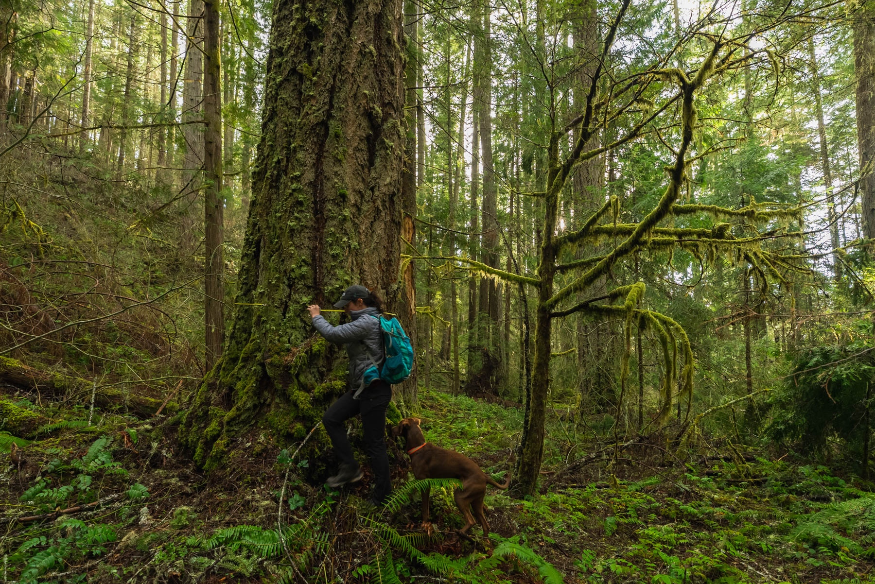 Person stands next to tree in a forest, measuring tree.