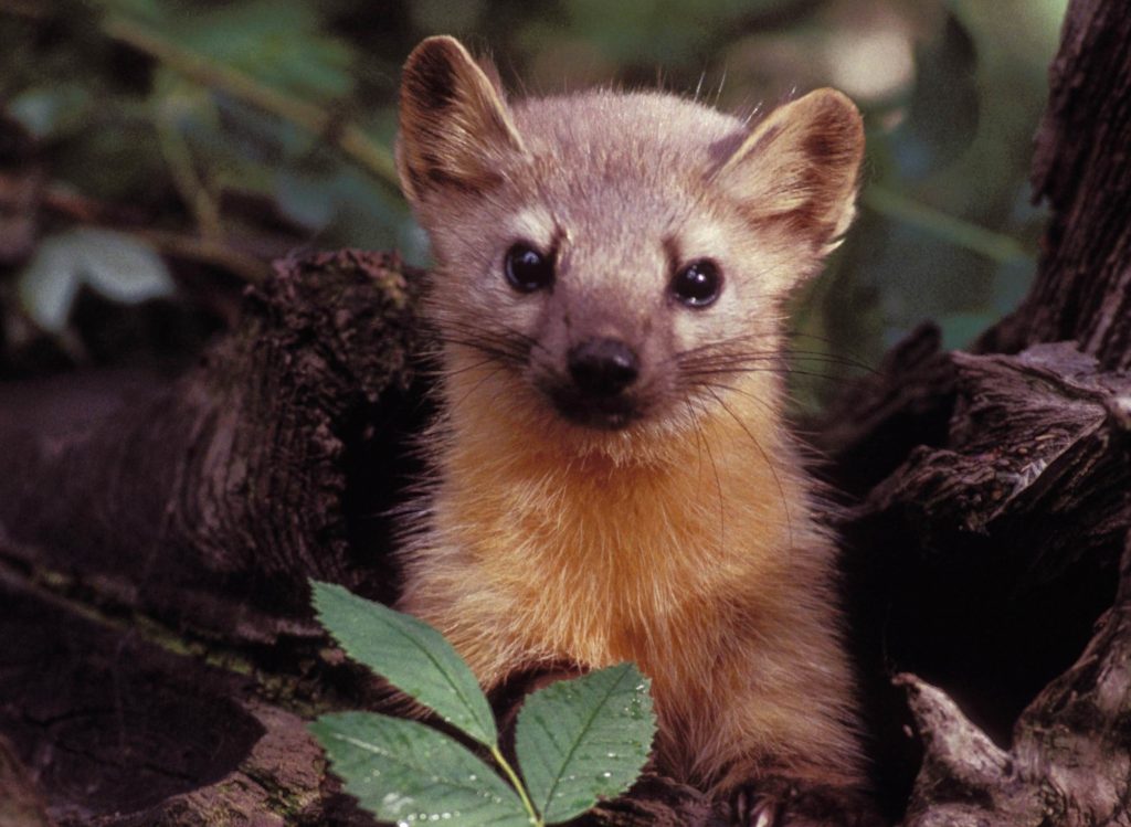 Oregon Sued for Humboldt Marten Trapping