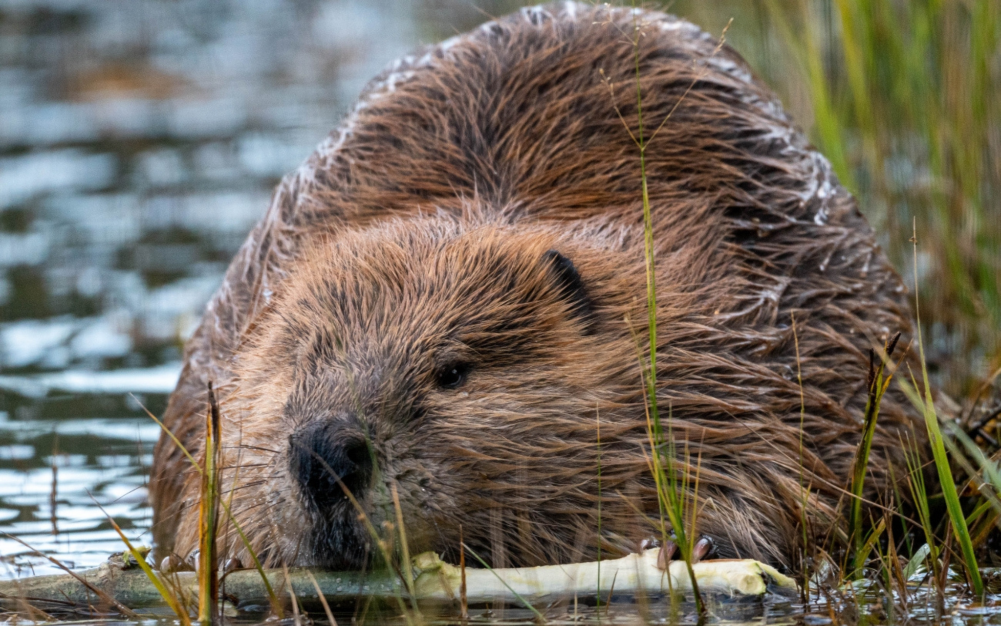 beaver in a Pacific Northwest river holding a stick in its mouth