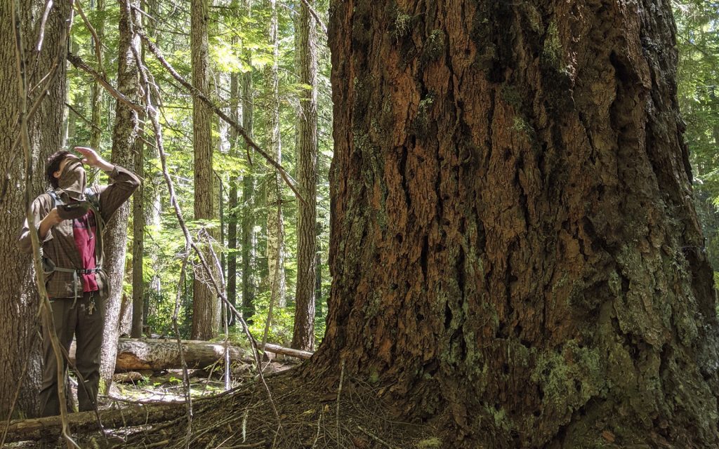 FIELD REPORT / BLOG: Quartzville-Middle Santiam Old-Growth on the Chopping Block