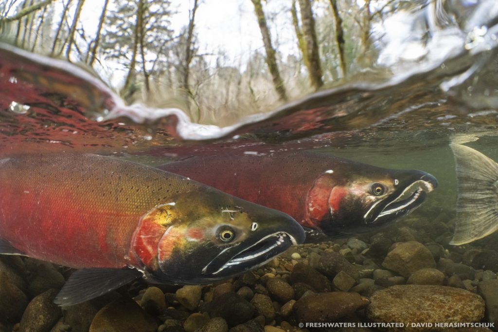 Press Release: Legal Agreement Will Bring New Protections From Logging to Oregon Coast Coho Salmon