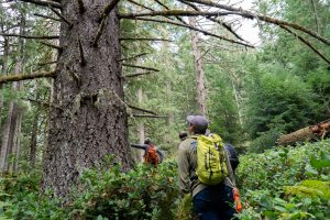 Say No to Blue and Gold Old-Growth Logging Project!
