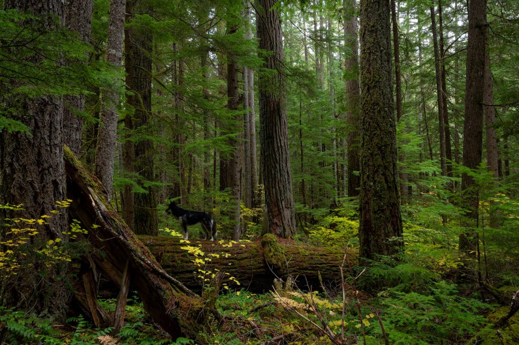 Public Shut Out as Trump Administration Guts Bedrock Environmental Protections  