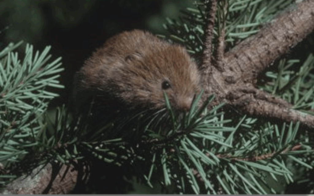 Lawsuit Aims to Protect Oregon Coast Red Tree Voles
