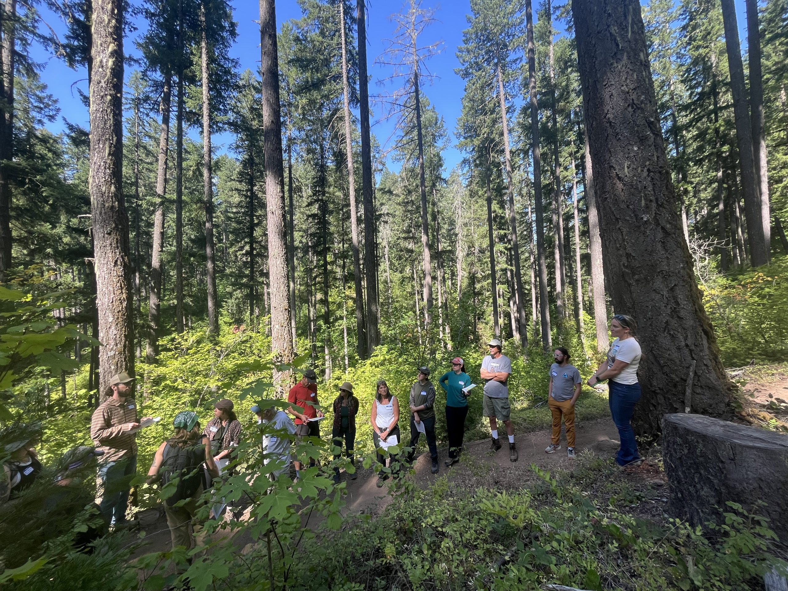 People standing in a forest