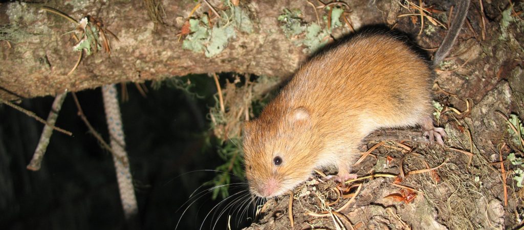 Lawsuit Launched to Safeguard North Coast Red Tree Voles