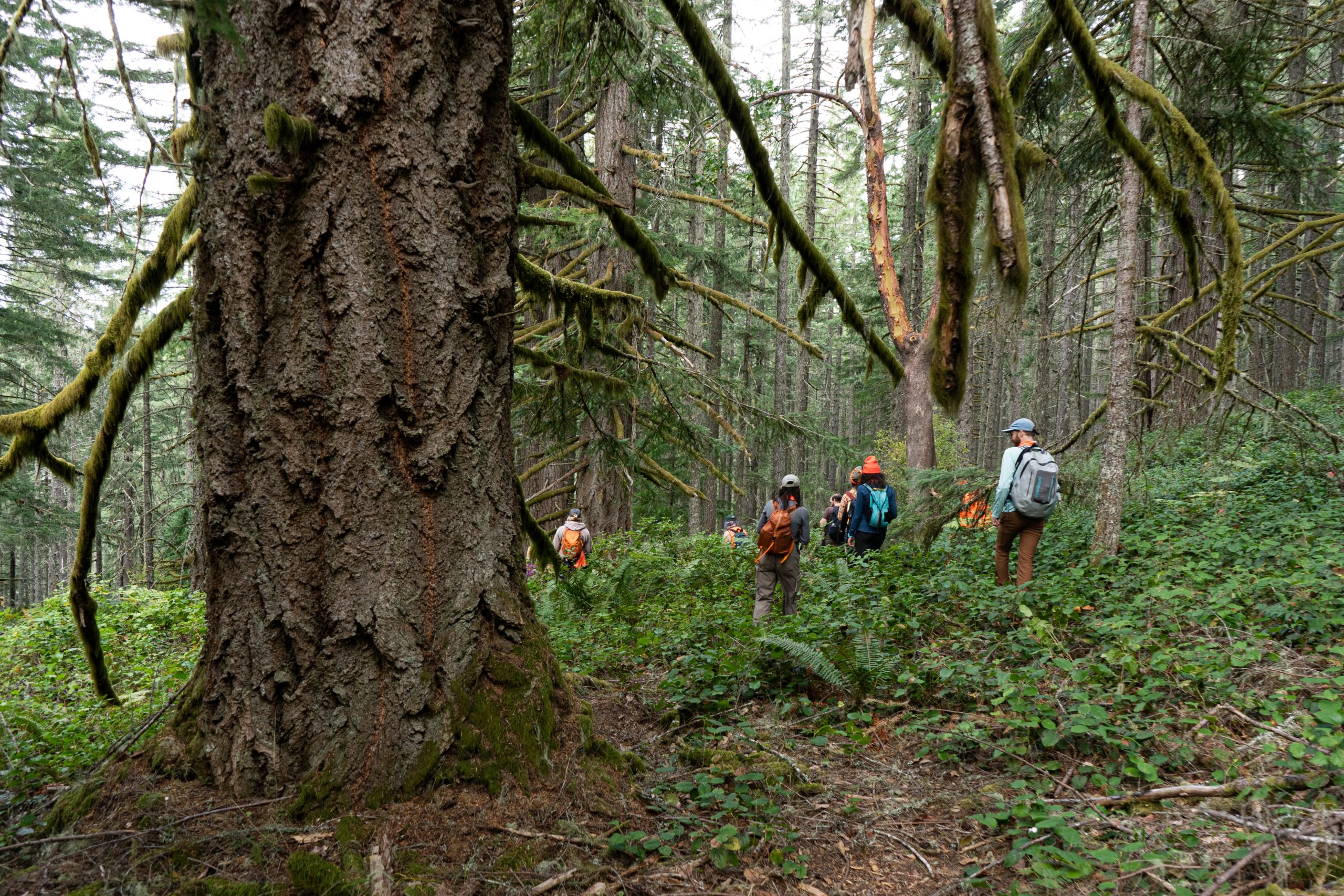 WIldCATs walk through the Blue and Gold project.