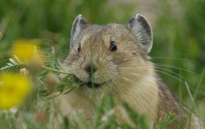 Pika eats flowers