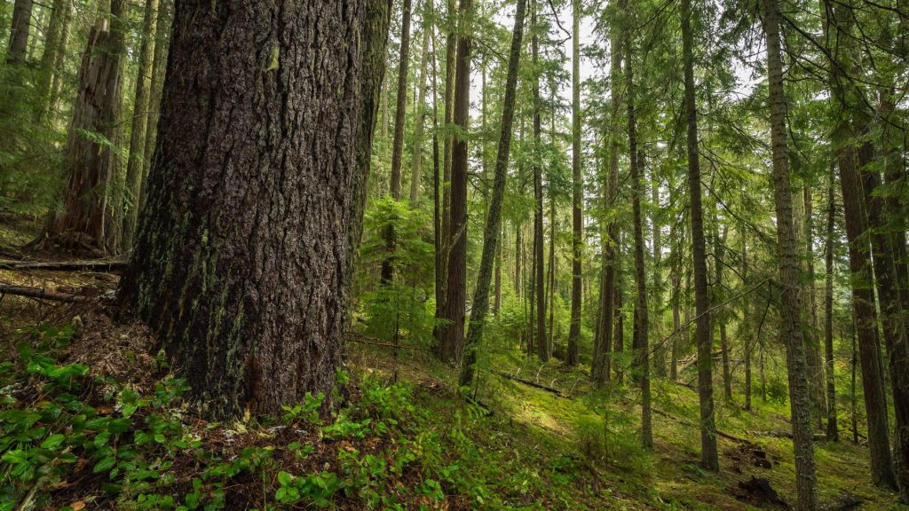 Conservation Groups Challenge Feds’ Illegal 42 Divide Logging Plan in Western Oregon