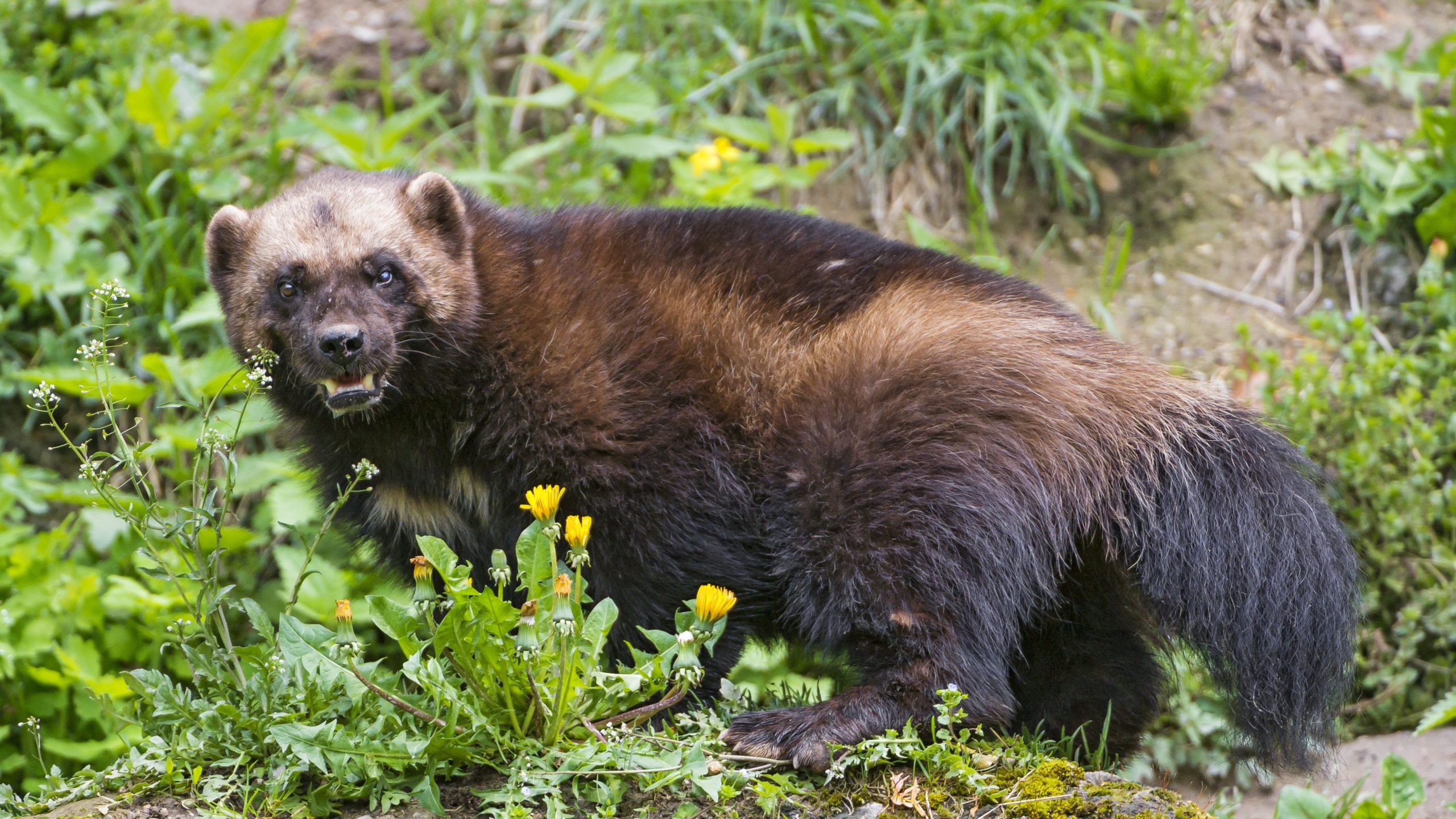 A wolverine in the Blue Mountains - Oregon Conservation Strategy/Blue Mountain