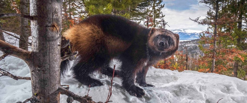 Legal Challenge: Feds More Than a Year Overdue in Designating Much Needed Critical Habitat for Wolverine