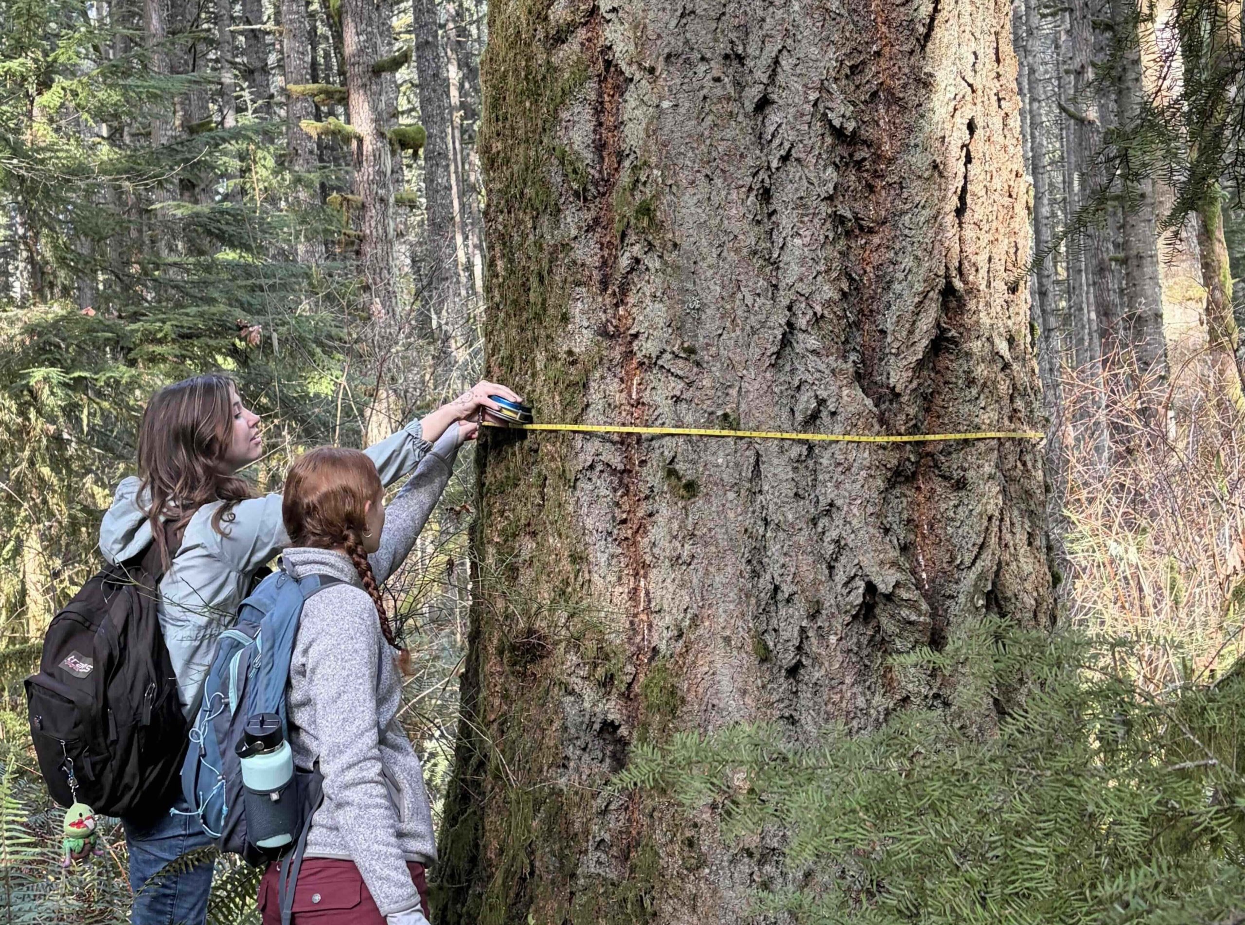 Tree being measured for DBH at Lulay