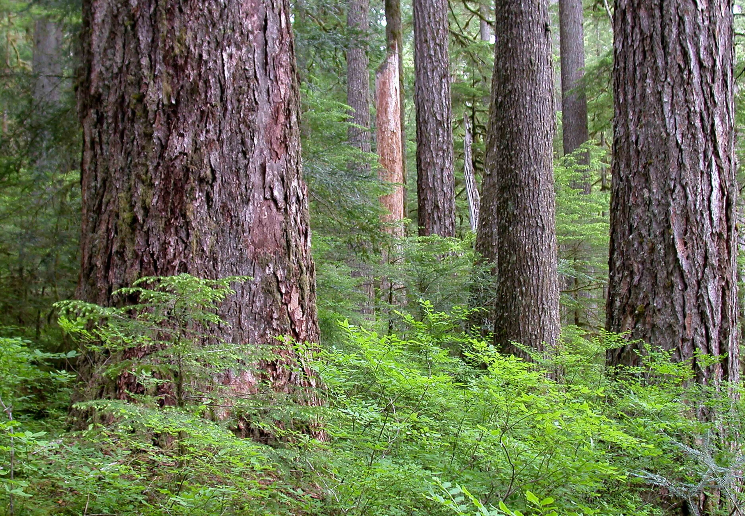 Old-growth forest in the Willamette National Forest.